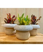 Mushroom Pot Croton 