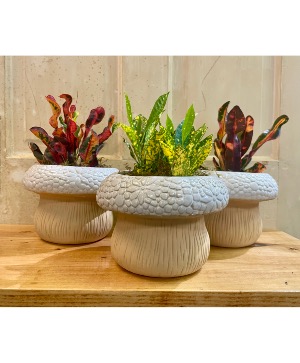 Mushroom Pot Croton 