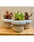 Mushroom Pot Croton 
