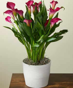 My Darling Pink Calla Lily Plant 