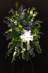 My Hero Blue and White Larkspur