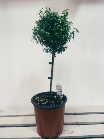 Myrtle Topiary Plant