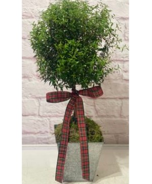 Myrtle Winter Topiary Potted Plant