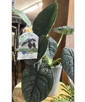 Mythic Dragonite Green houseplant