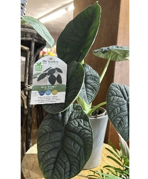 Mythic Dragonite Green houseplant