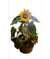 Name Your Sunflower Plant  