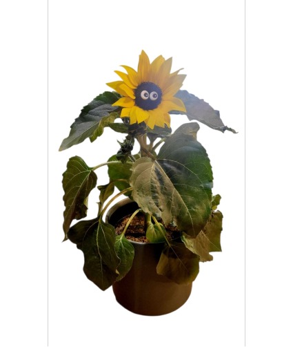 Name Your Sunflower Plant
