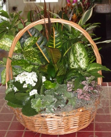 Narural Beauty Euro Garden