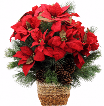 Natural Poinsettia Plant