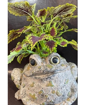 Natural Toad Planter 1 Plant