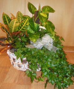 Nature Basket European Garden
