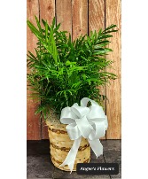 Neanthe Bella Palm Green Plant