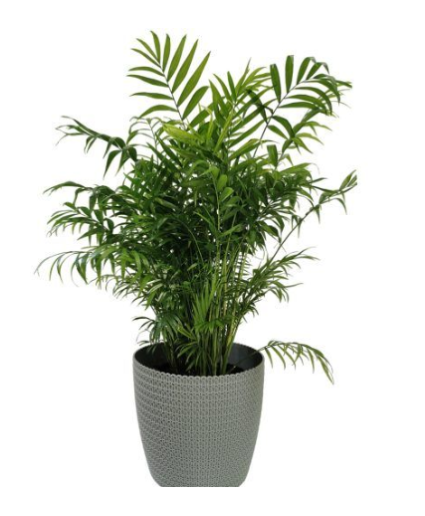 Neanthe Bella Palm Plant