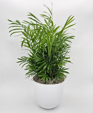 Neathe Bella Palm Plant