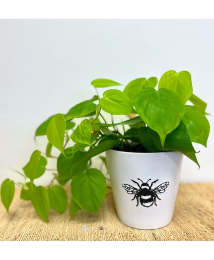 Neon Bumble Bee House Plant