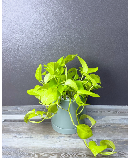 Neon Pothos 