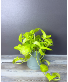 Neon Pothos 