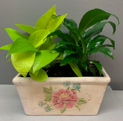 Neon Pothos and Peace lily in keepsake planter