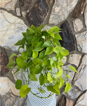 Neon Pothos Hanging Plant 