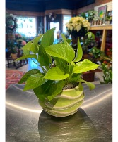 Neon Pothos in Groovy Green Pottery ***Local Delivery Only ***