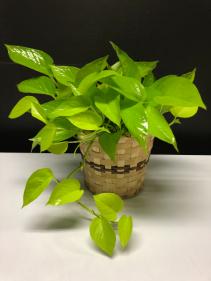 Neon Pothos Plant Easy Care & Air Purifying 