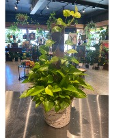 Neon Pothos Pole Indoor Green Plant 