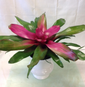 Neoregelia Bromeliad Donna Green plant