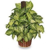 nephthytis pole  plant