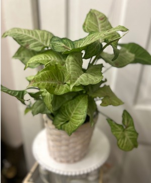 Nephytis Plant