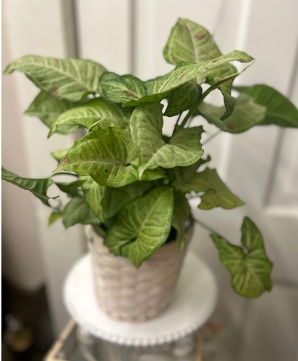 Nephytis Plant