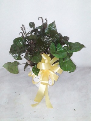 NEPTHYTIS GREEN HOUSE PLANT 