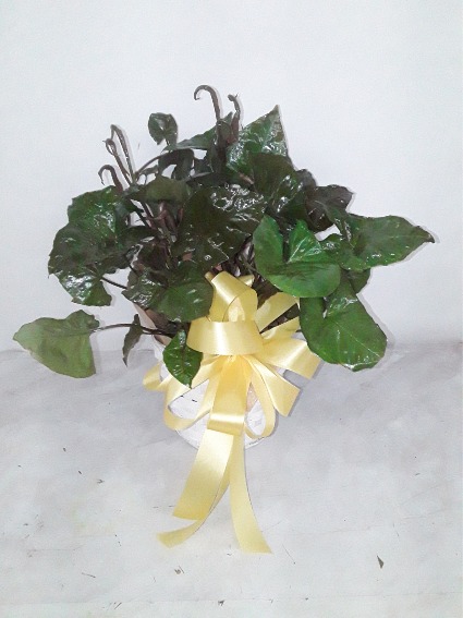 NEPTHYTIS GREEN HOUSE PLANT