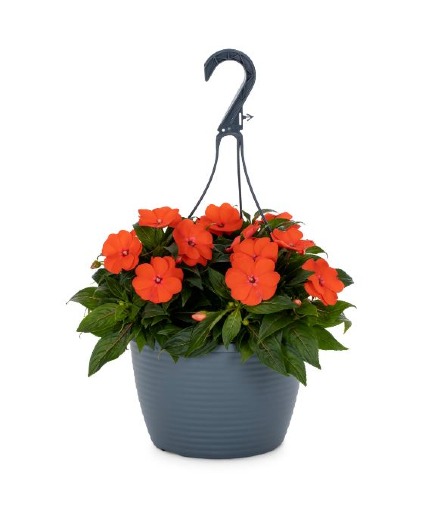 New Guinea Impatiens Hanging Basket
