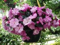 New Guinea Impatiens Outdoor Plants