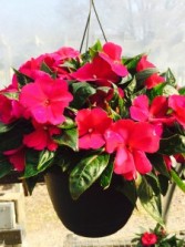 New Guinea Impatient Hanging Basket available during the months May-July