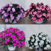 New Guinea Imptiens hanging basket Plant