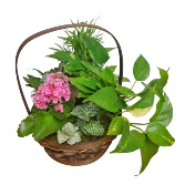 New Life Spring Basket Plants