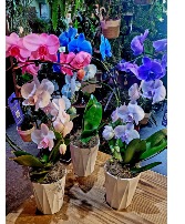 New Wave Phalaenopsis Orchid  