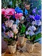 New Wave Phalaenopsis Orchid  