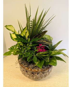 SOLD OUT--Ceramic Dish Garden  NFS-DG73     C1