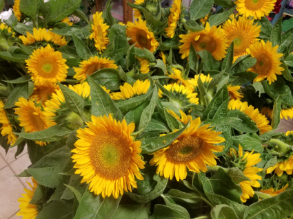 NJ LOCAL SUNFLOWERS AVAILABLE WHILE SUPPLIES LAST