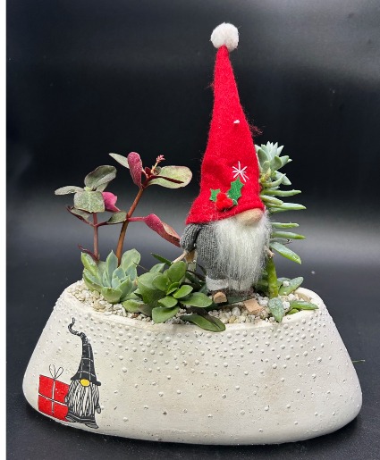 No Place Like Gnome Plant