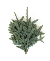 Noble Fir
