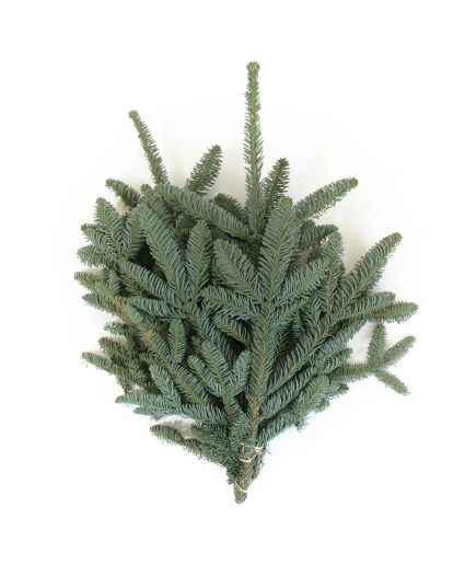 Noble Fir