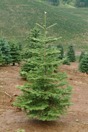 Noble Fir/FREE Delivery if place before 11/27 Between 2' - 5'  feet tall