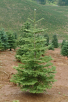 Noble Fir/FREE Delivery if place before 11/27 Between 2' - 5'  feet tall