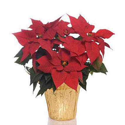 Noche Buena Poinsettia