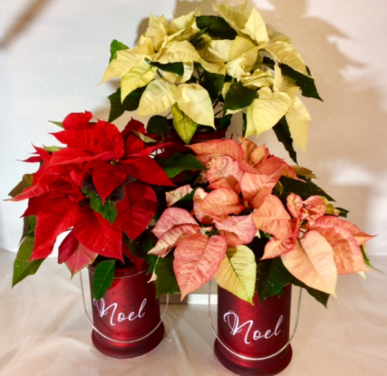 Noel Lantern Poinsettia