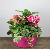 Nora ceramic planter Plant arrangement