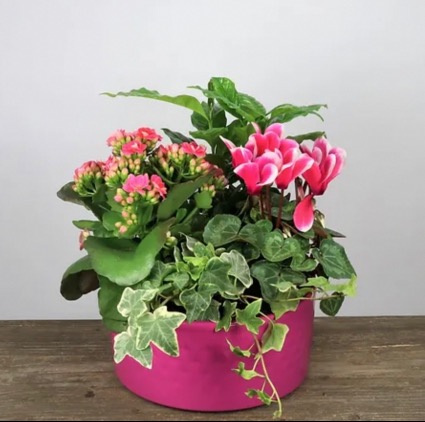 Nora ceramic planter Plant arrangement